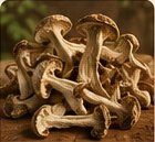 DRY MUSHROOM