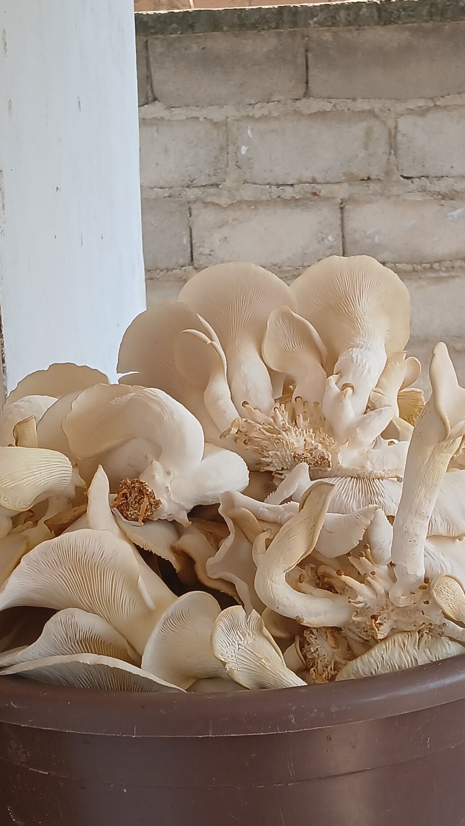FRESH OYSTER MUSHROOM