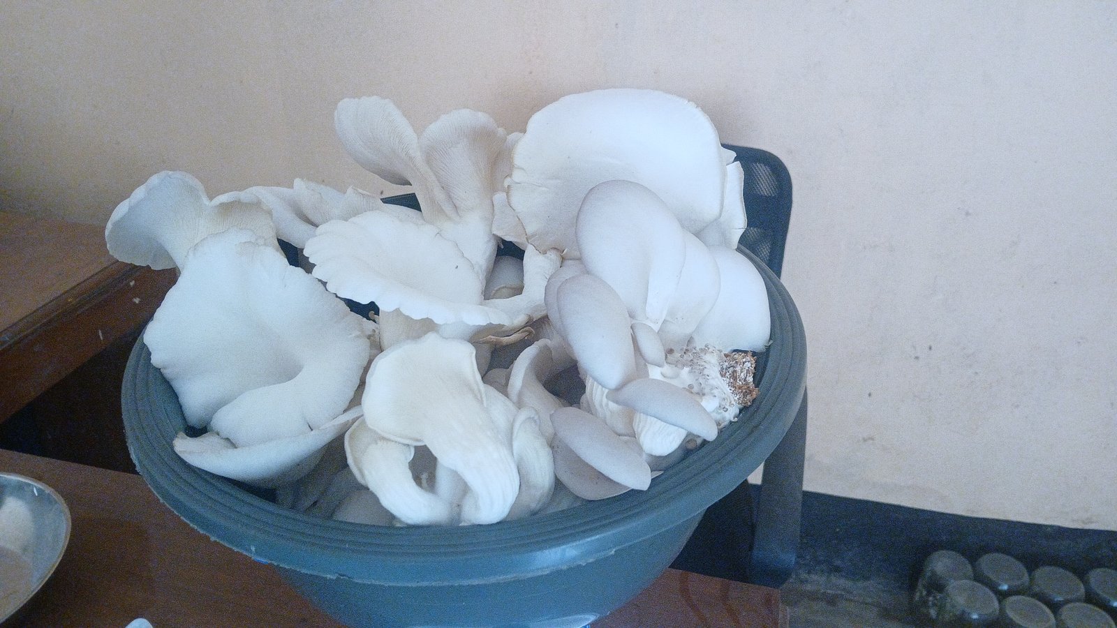 Fresh Mushroom