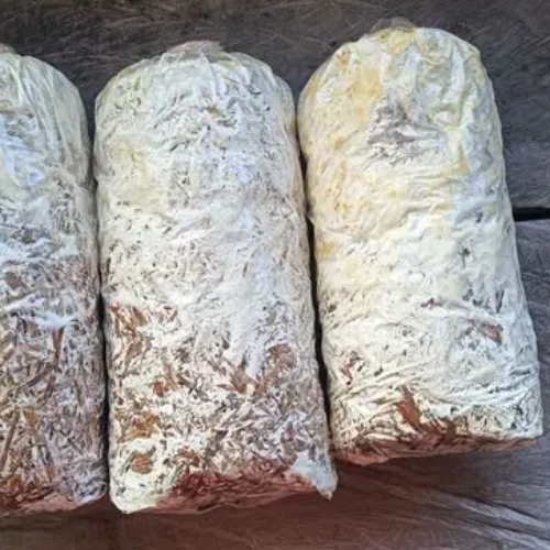 COLONISED MUSHROOM BAGS